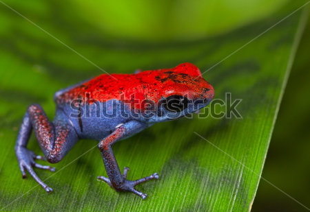 frog-red-and-blue-amphibian-poisonous-animal-of-tropical-rain-forest-panama-isla-escudo-strawberry-poison-dart-frog-oophaga_121431046.jpg